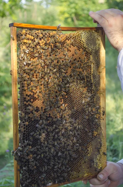 El hombre recoge la miel de la colmena con las abejas —  Fotos de Stock