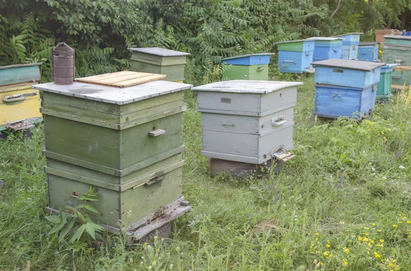 Provas de abelha com mel em um apiário — Fotografia de Stock