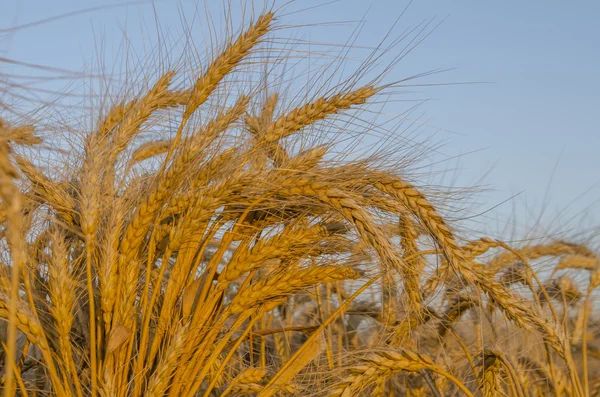 Campo de trigo dourado ao nascer do sol — Fotografia de Stock