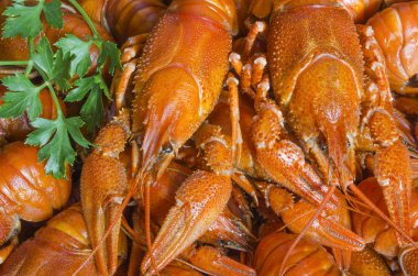 maydanoz ile haşlanmış kerevit