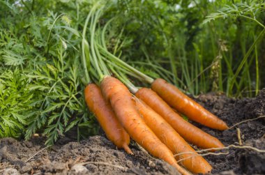 bahçeden kazdık havuç