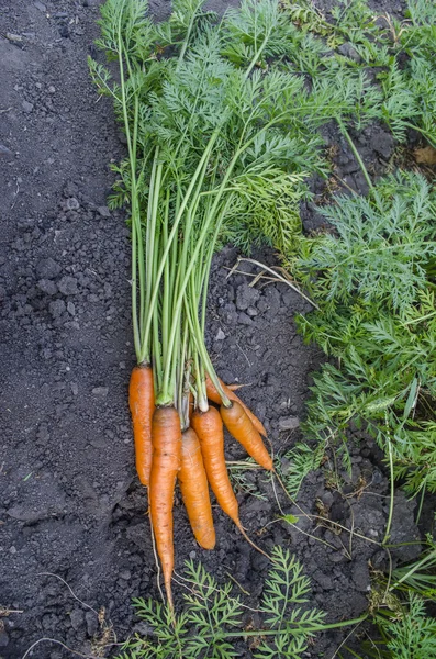 Морковь, вырытая из сада — стоковое фото