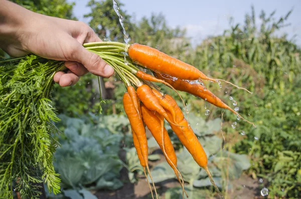 bahçeden kazdık havuç