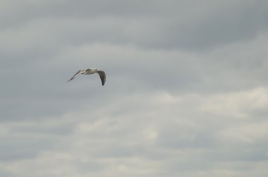 Martı denizin üzerinde uçuyor.