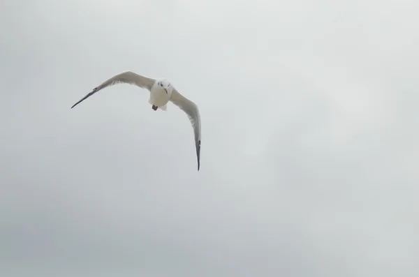 Zeemeeuw tijdens de vlucht over zee — Stockfoto