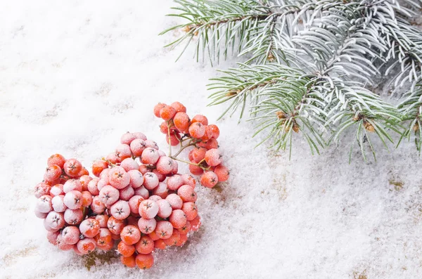 Der Hintergrund aus weißem Schnee und einem Ast wurde gefressen — Stockfoto