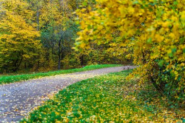 Sonbahar parkında sarı yapraklı patika
