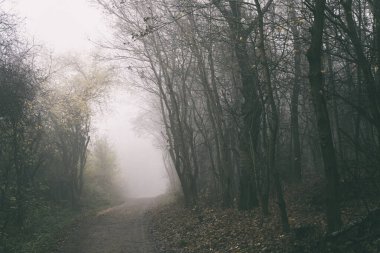 Siyah beyaz sisli korkunç orman.