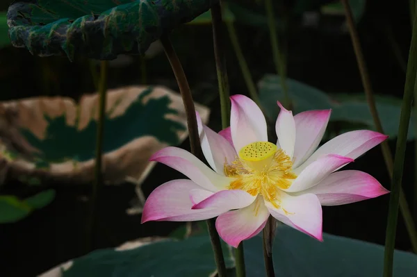 Lotus florescendo no fundo traseiro — Fotografia de Stock