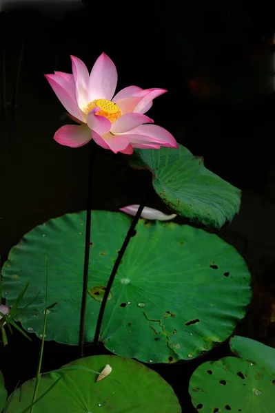 Lotus цвіте на задній фон — стокове фото