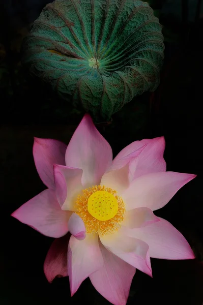 Lotus rose fleurissant — Photo