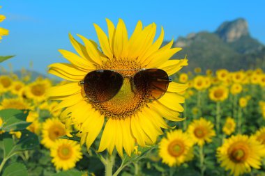 Gülen Ayçiçeği güneş gözlüğü takıyor