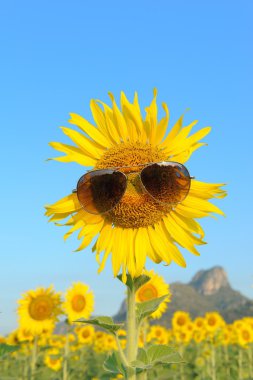 Gülen Ayçiçeği güneş gözlüğü takıyor