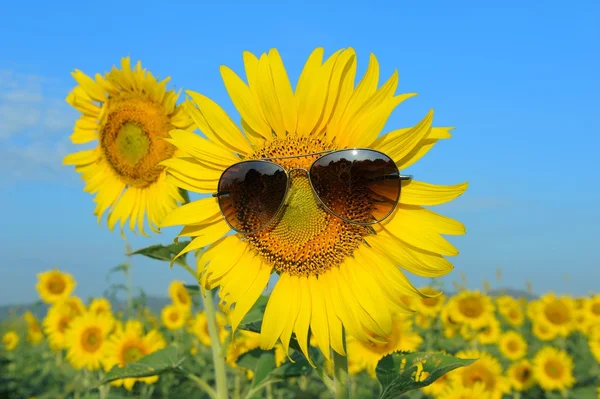 Tournesol souriant portant des lunettes de soleil — Photo