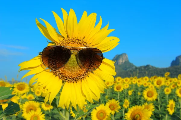 Smiley girassol usando óculos de sol — Fotografia de Stock