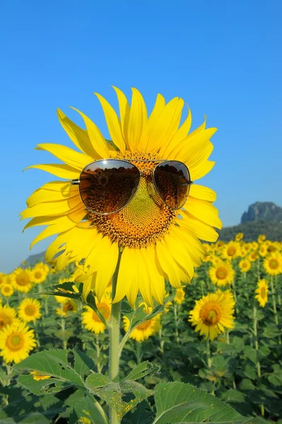 Smiley girassol usando óculos de sol — Fotografia de Stock