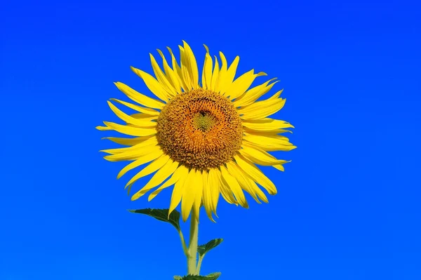 Girasol — Foto de Stock