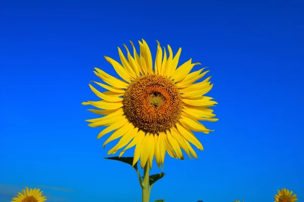 Girasol — Foto de Stock