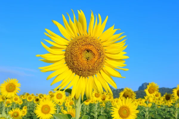 Zonnebloem — Stockfoto