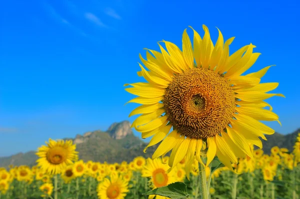 Zonnebloem — Stockfoto