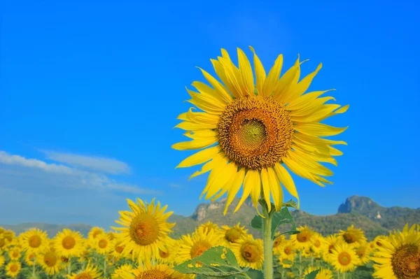 Zonnebloem — Stockfoto