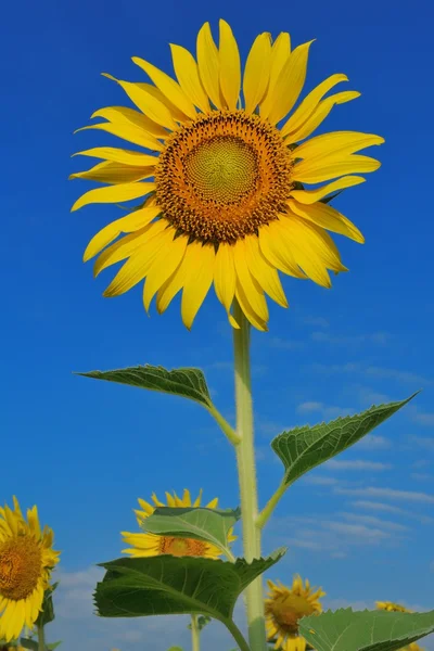 Zonnebloem — Stockfoto