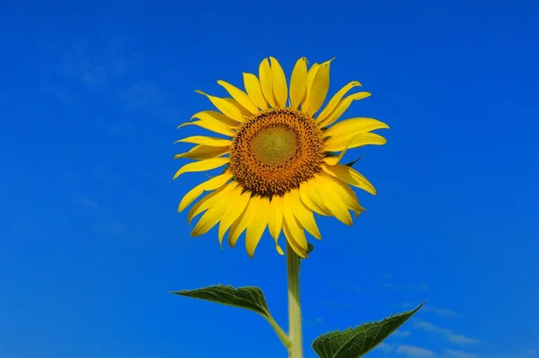 Girasol — Foto de Stock