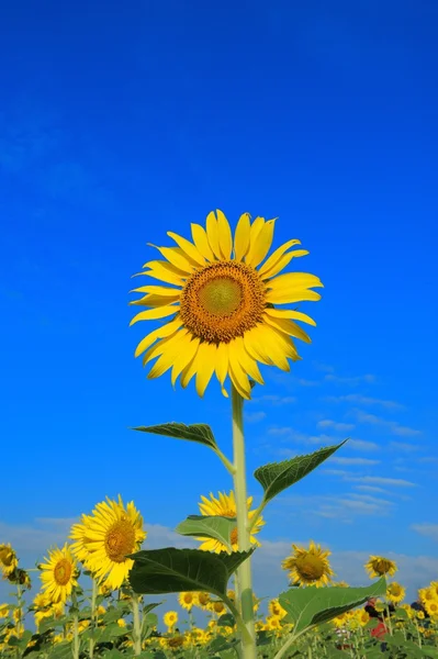 Zonnebloem — Stockfoto