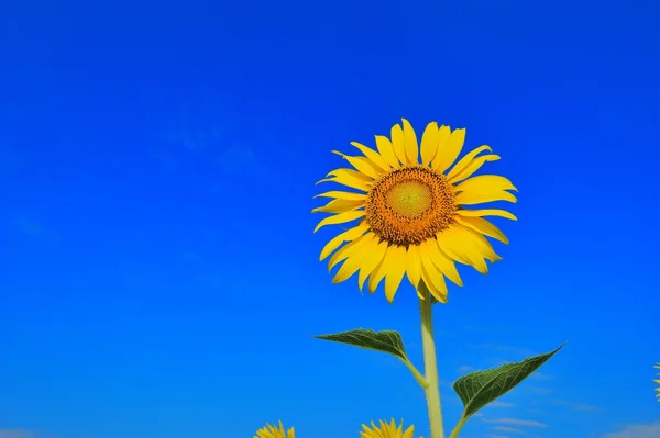 Girasol — Foto de Stock