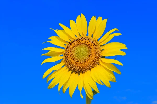 Girasol — Foto de Stock