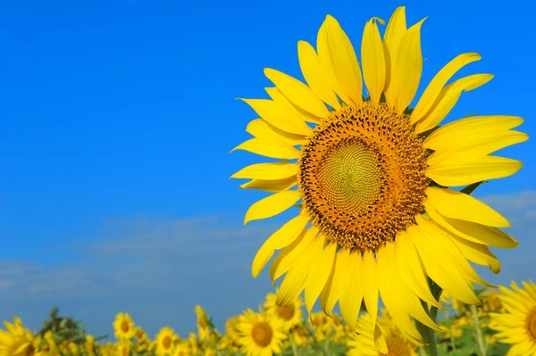 Zonnebloem — Stockfoto