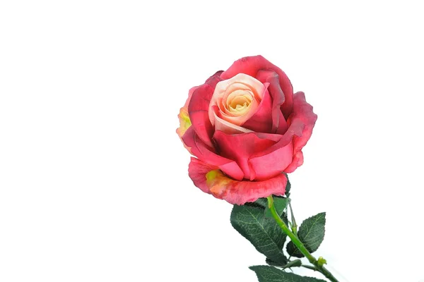 Red rose — Stock Photo, Image