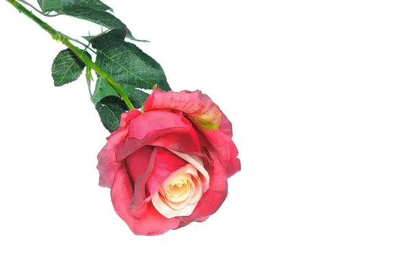 Red rose — Stock Photo, Image