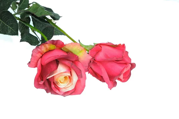 Red rose — Stock Photo, Image