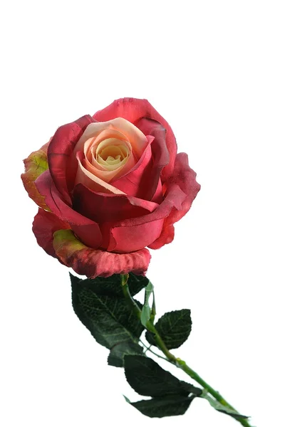 Rote Rose — Stockfoto