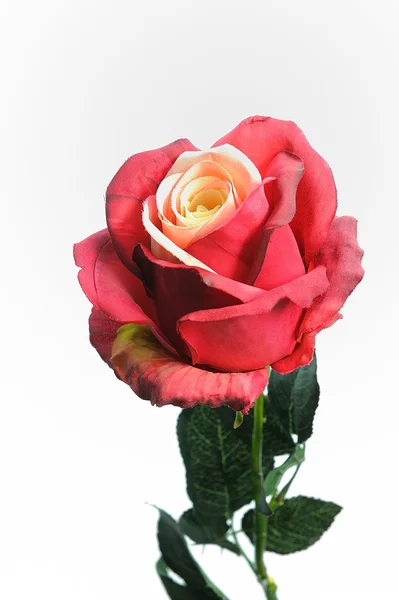 Red Rose — Stock Photo, Image