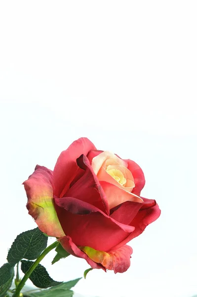 Rote Rose — Stockfoto