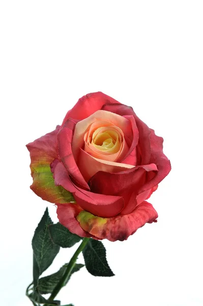 Rose rouge — Photo
