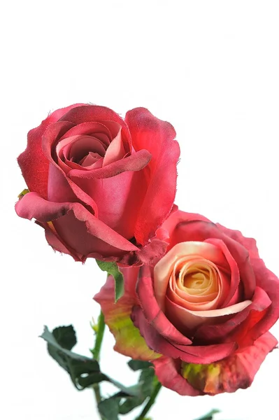 Red Rose — Stock Photo, Image