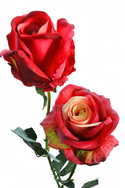 Red Rose — Stock Photo, Image