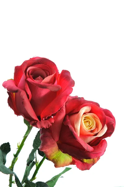 Red Rose — Stock Photo, Image