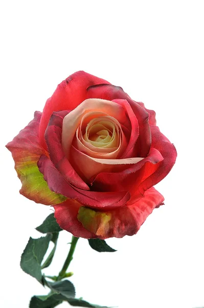 Red Rose — Stock Photo, Image