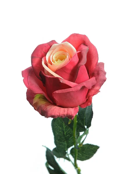 Red Rose Stock Picture