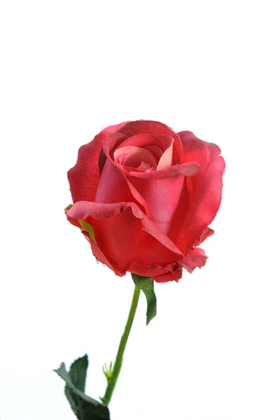 Red Rose Royalty Free Stock Photos