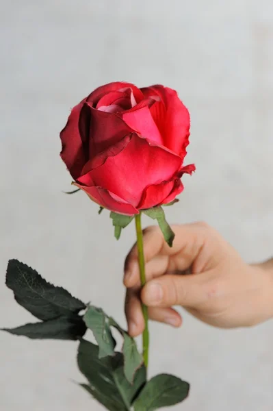 Roses for valentine day — Stock Photo, Image