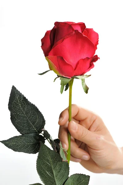 Roses for valentine day — Stock Photo, Image