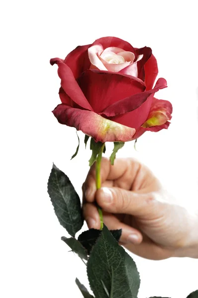 Roses for valentine day Royalty Free Stock Images