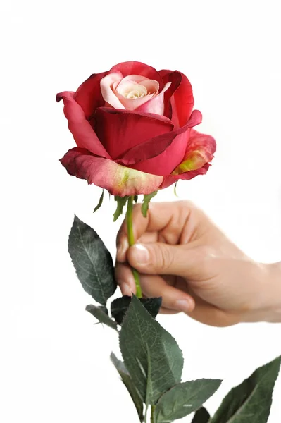 Roses for valentine day Royalty Free Stock Images