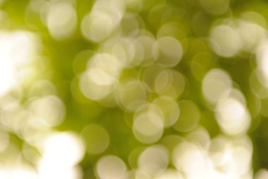 Bokeh yeşil doğa arka plan