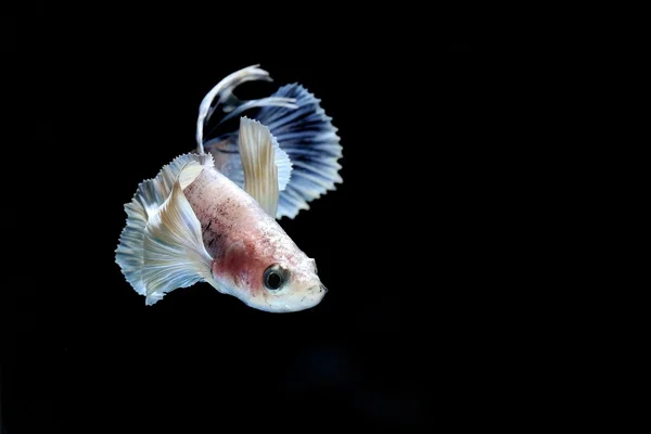 Fighting fish — Stock Photo, Image